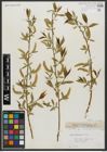 Foto von Salix amygdaloides Andersson